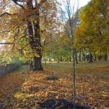 www.goleniow.pl