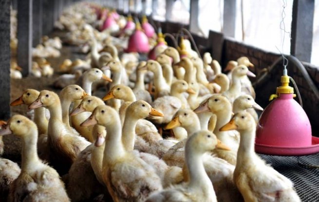Jak chronić gospodarstwo przed zjadliwą grypą ptaków H5N8